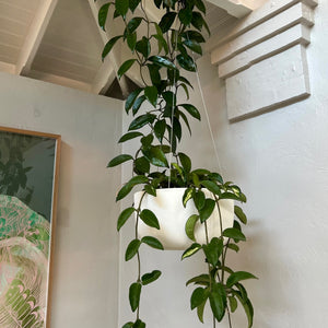 Glazed Hanging Planters